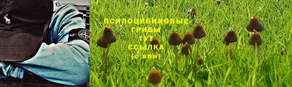 крисы Абаза